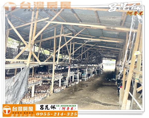 古坑農地-6