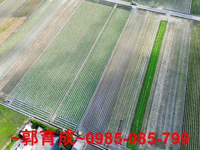 雲林水林農地-6